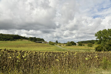 Champ de tournesols en partie déssèchées sous une éclaircie près du bourg de Vendoire au Périgord Vert  © Photocolorsteph