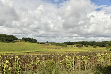 Champ de tournesols en partie déssèchées sous une éclaircie près du bourg de Vendoire au Périgord Vert  © Photocolorsteph
