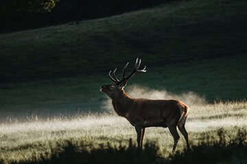 Obraz premium Majestic Stag in Misty Meadow Captured at Dawn