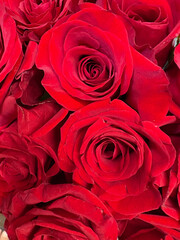 red roses background