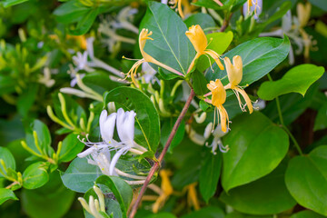 Lonicera japonica, known as Japanese honeysuckle and golden-and-silver honeysuckle, is a species of honeysuckle native to East Asia, including many parts of China.