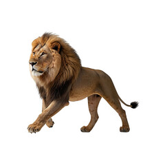 Obraz premium Full body size lion isolated on transparent background generative AI