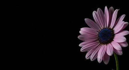 Dramatic Contrast: Pink Flower Petals on Black