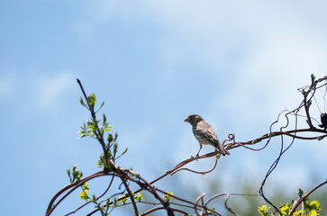 House Finch on the Wisteria vine