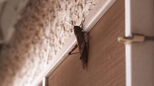 Video of a Pallid-Winged Grasshopper Sitting on a Window Screen 4k