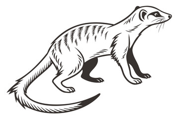 Drawing of a striped mongoose vector illustration for animal lovers and mongoose art and design projects isolated on transparent background