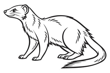 Drawing of a weasel animal vector art illustration for wildlife and nature themed designs and coloring pages isolated on transparent background
