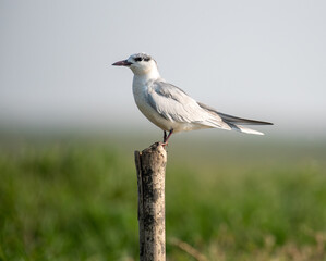 Whiskered tern bird in its habitat in the wetlands. Close up, selective focus.