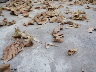 Autumn leaves on cement - Hojas de Otoño sobre piso de cemento 