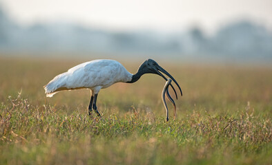 Black headed ibis with a snake catch in its beak in the wetlands. Close up, selective focus.