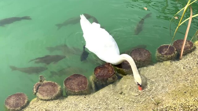Cigno bianco circondato da pesci 