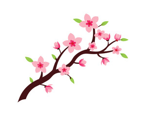 Watercolor cherry bud. Cherry blossom tree branch with sakura flower. Watercolor cherry blossom. Cherry blossom flower blooming vector. Pink sakura flower background. Sakura on white background