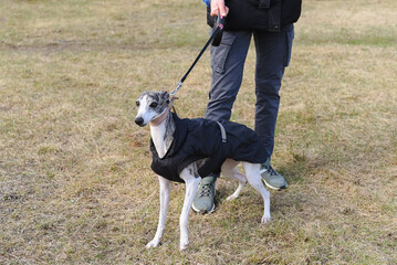whippet, small grey brittish sighthound dog in dog clothes, portrait in nature