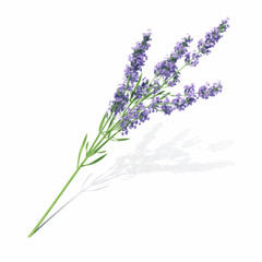 Naklejka premium Lavender Sprig with Abstract White Ink Splash on