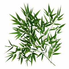 Fototapeta premium Lush Green Bamboo Leaves on Green Background