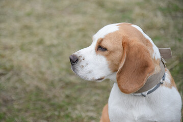 cute red and white beagle dog walking in green nature outdoors in summer, scent hound, foxhound, close-up portrait, dogwalking concept
