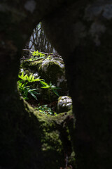View through a tunnel in the forest, background in focus.
