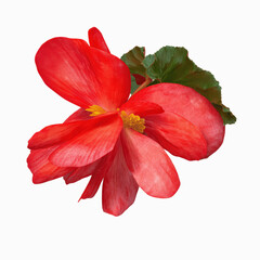 Fototapeta premium Vibrant Red Begonia Flower Close-up
