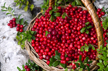 Wicker basket with cranberries in the woods. Close-up