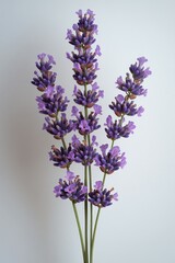 Fototapeta premium Purple lavender sprig against a plain backdrop
