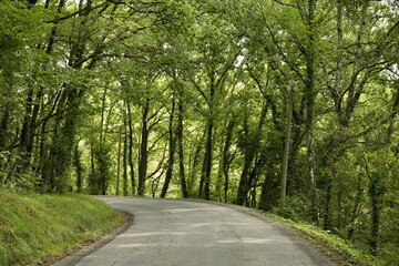 Route traversant un bois près du bourg de Champagne au Périgord Vert  © Photocolorsteph