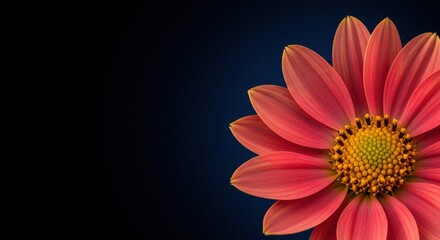 Close-up of a Vibrant Orange Dahlia Flower