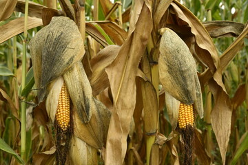 Épis de maïs en pleine maturité dans l'une des exploitations  agricole près du bourg de Vendoire au Périgord Vert  © Photocolorsteph