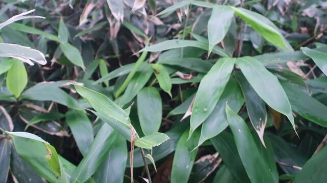 Sasa kurilensis. West Sakhalin Mountains, hill country. Glade of ilver fir-spruce taiga forest, Sea of Japan. Damp taiga meadows. Japanese herbal medicine
