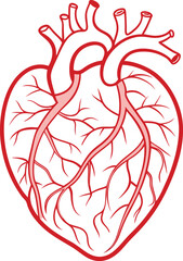 human heart vector illustration isolated on white background