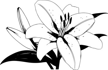 Black and White Illustration of a Lily Flower with Detailed Petals and Leaves
