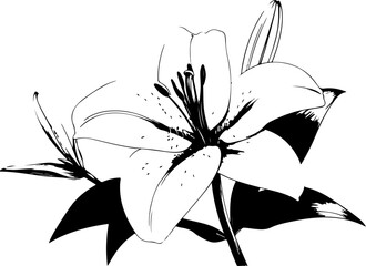 Black and White Illustration of a Lily Flower with Detailed Petals and Leaves
