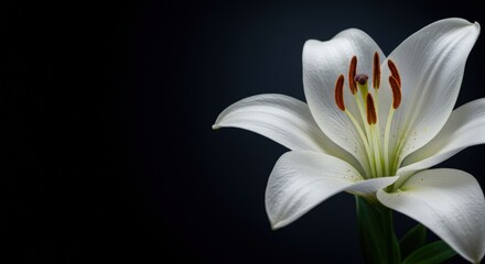 Close-up of a White Lily Flower on Black Background