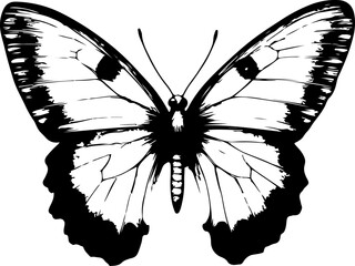 Black and White Illustration of a Butterfly with Detailed and Symmetrical Wing Patterns
