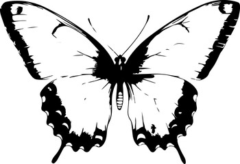 Black and White Illustration of a Butterfly with Detailed and Symmetrical Wing Patterns
