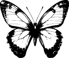 Black and White Illustration of a Butterfly with Detailed and Symmetrical Wing Patterns
