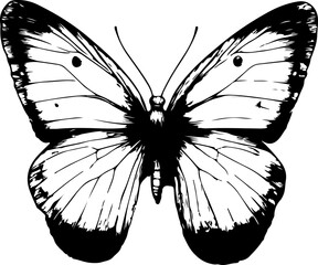 Black and White Illustration of a Butterfly with Detailed and Symmetrical Wing Patterns
