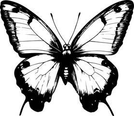 Black and White Illustration of a Butterfly with Detailed and Symmetrical Wing Patterns
