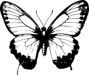 Black and White Illustration of a Butterfly with Detailed and Symmetrical Wing Patterns
