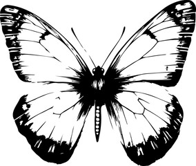 Black and White Illustration of a Butterfly with Detailed and Symmetrical Wing Patterns
