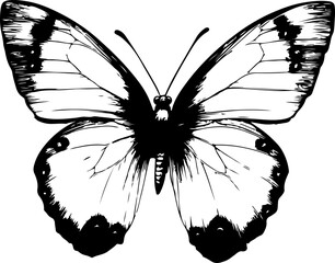 Black and White Illustration of a Butterfly with Detailed and Symmetrical Wing Patterns
