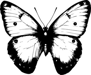Black and White Illustration of a Butterfly with Detailed and Symmetrical Wing Patterns
