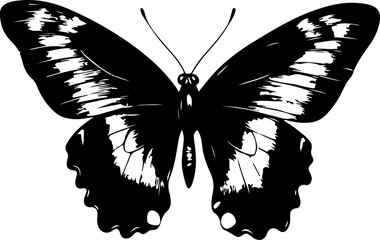 Black and White Illustration of a Butterfly with Detailed and Symmetrical Wing Patterns

