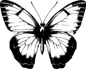 Black and White Illustration of a Butterfly with Detailed and Symmetrical Wing Patterns
