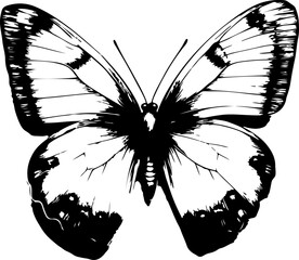 Black and White Illustration of a Butterfly with Detailed and Symmetrical Wing Patterns
