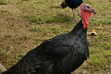 Dindons dans l'une des basse-cours au bourg de Vendoire au Périgord Vert 