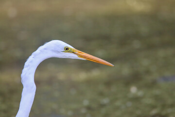 Close up of an white egret head