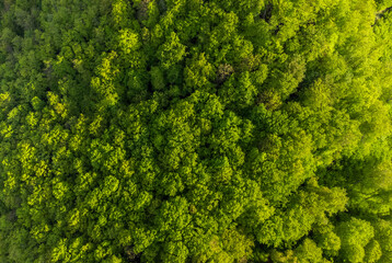 Naklejka premium Aerial view of a green deciduous forest. A top view of a beech forest