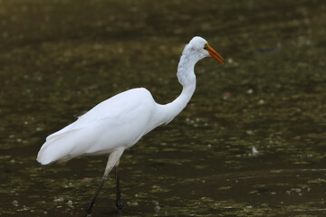 White bird looking for food