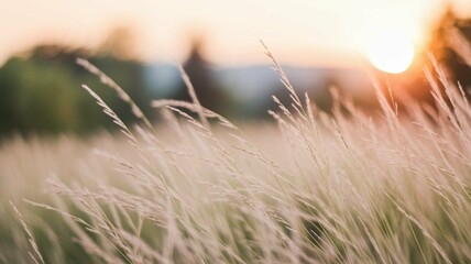 Sunlit Grass Blowing Softly in a Tranquil Field