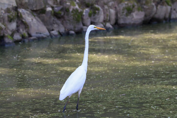Beautiful bird in an pond in Nara park